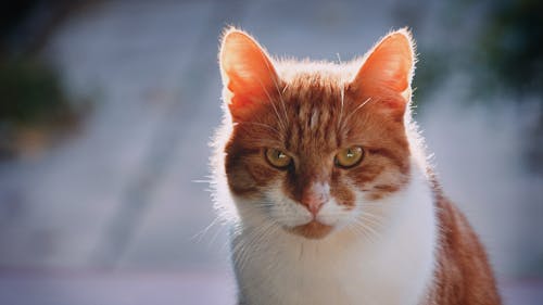 Free Cat in Close Up Photography Stock Photo