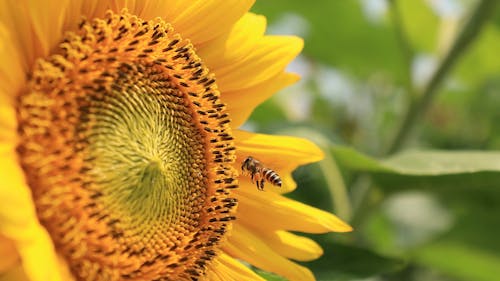 Honey Bee Flying Near the Yellow Sunflower