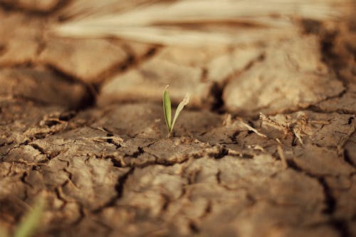 Free Plant Sprout on Dry Soil Stock Photo