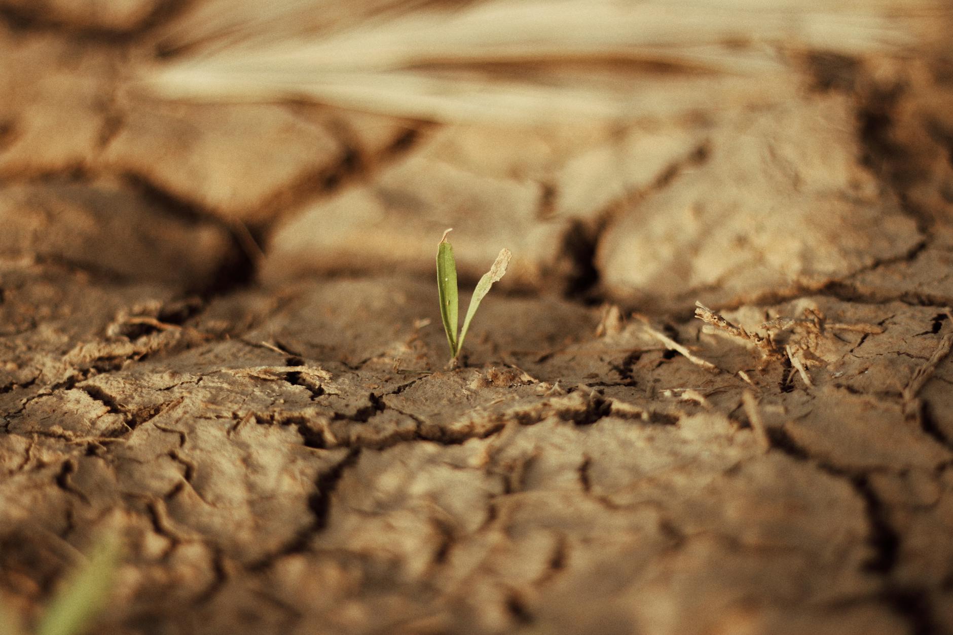 A lone green sprout growing through dry, cracked soil symbolizing hope and resilience.