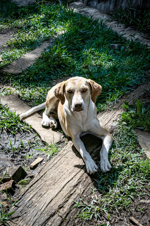 Free Brown Labrador Retriever Lying on Brown Wooden Log Stock Photo