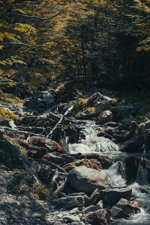 Rocky River In Between Trees