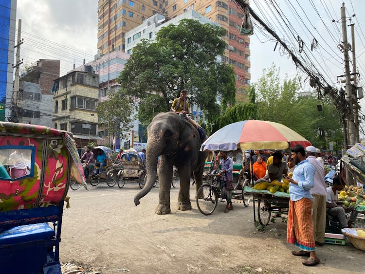 Person Riding An Elephant Near The Market