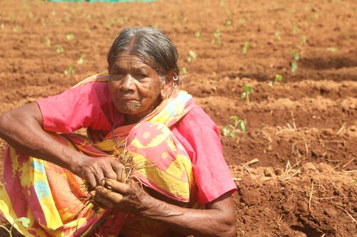 Free Senior woman in colorful attire tending crops on a farm, showcasing traditional agriculture. Stock Photo