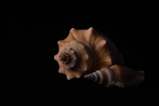Artistic capture of spiral conch shells with dramatic lighting on a dark surface.