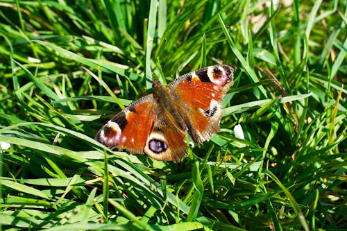 Peacock Butterfly Perched on Green Grass