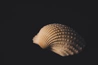 特写贝壳的细节，突出其独特的纹理和图案