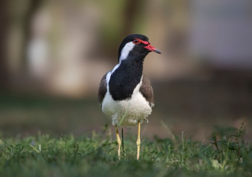 Free A striking red-wattled lapwing standing on grass, captured in its natural habitat, showcasing its distinctive markings. Stock Photo