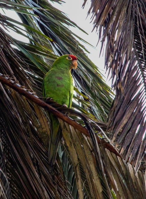 Free A vibrant parakeet with red and green plumage sitting on a palm tree branch in a tropical setting. Stock Photo