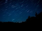Silhouette of Trees Under Blue Sky during Night Time
