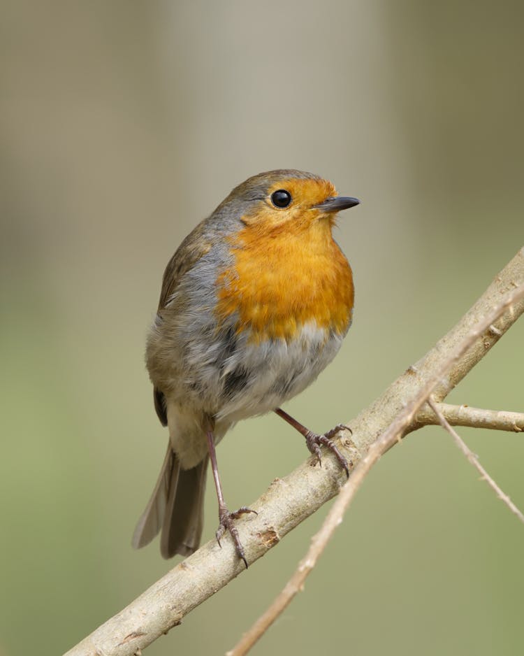 Close-up Shot Of A European Robin