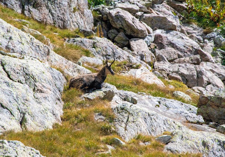 Brown Goat On Rocky Mountain