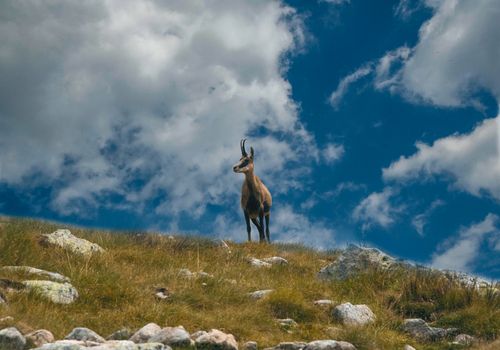 Free A solitary Tatra chamois stands proudly on a grassy mountain slope under a clear blue sky. Stock Photo