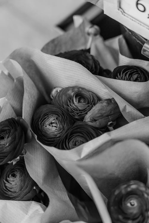 Greyscale Photo of a Rose Flowers