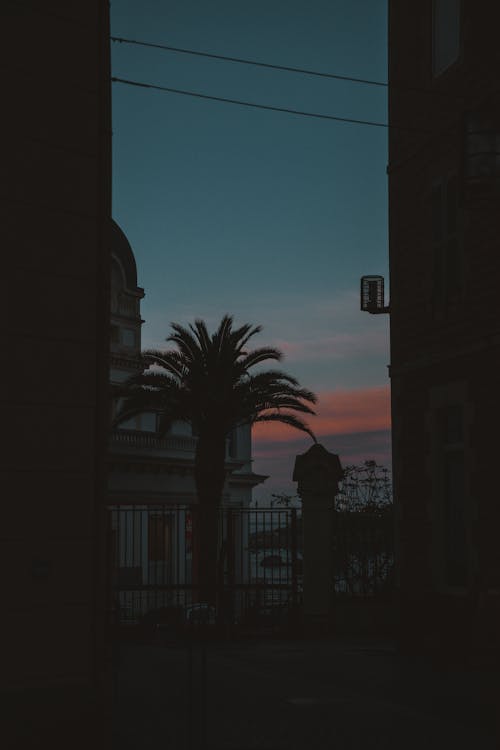 Silhouette of Palm Tree Near White Concrete Building During Sunset