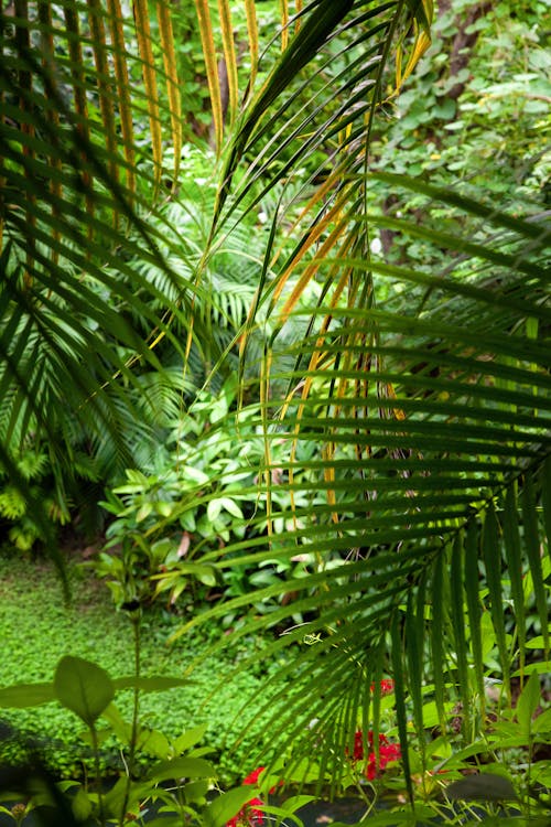 Základová fotografie zdarma na téma botanický, bujný, palma