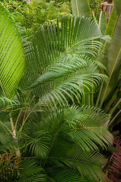 ağaçlar, areca palmiyesi, Bahçe içeren Ücretsiz stok fotoğraf