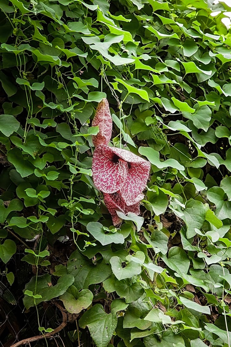 Dutchmans Pipe In Summer