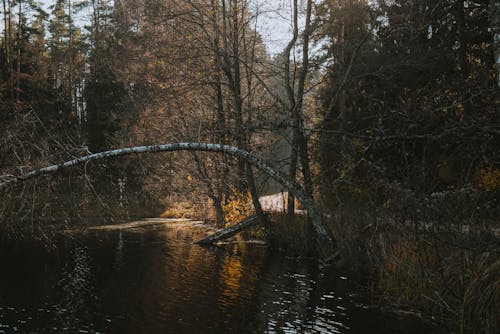 Foto profissional grátis de água, árvores marrons, floresta