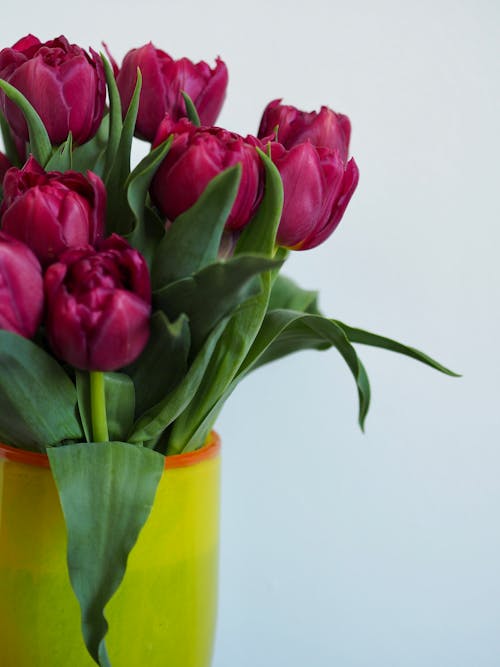 Pink Tulips in Yellow Vase