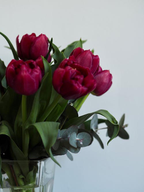คลังภาพถ่ายฟรี ของ กำลังบาน, ช่อดอกไม้, ดอกทิวลิปสีแดง