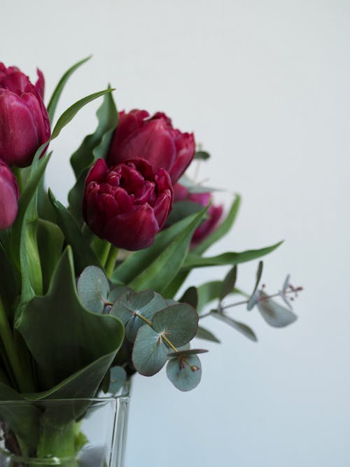 คลังภาพถ่ายฟรี ของ การถ่ายภาพดอกไม้, กำลังบาน, ดอกทิวลิป