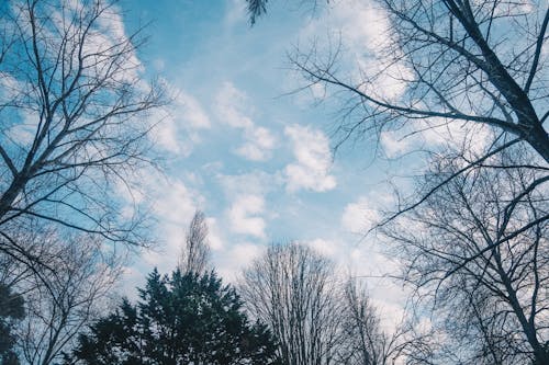 Kostnadsfria Kostnadsfri bild av bara träd, blå himmel, lågvinkelfoto Stock foto