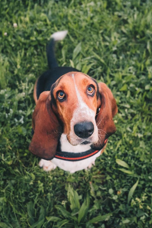 Free High Angle Shot of a Beagle Dog  Stock Photo
