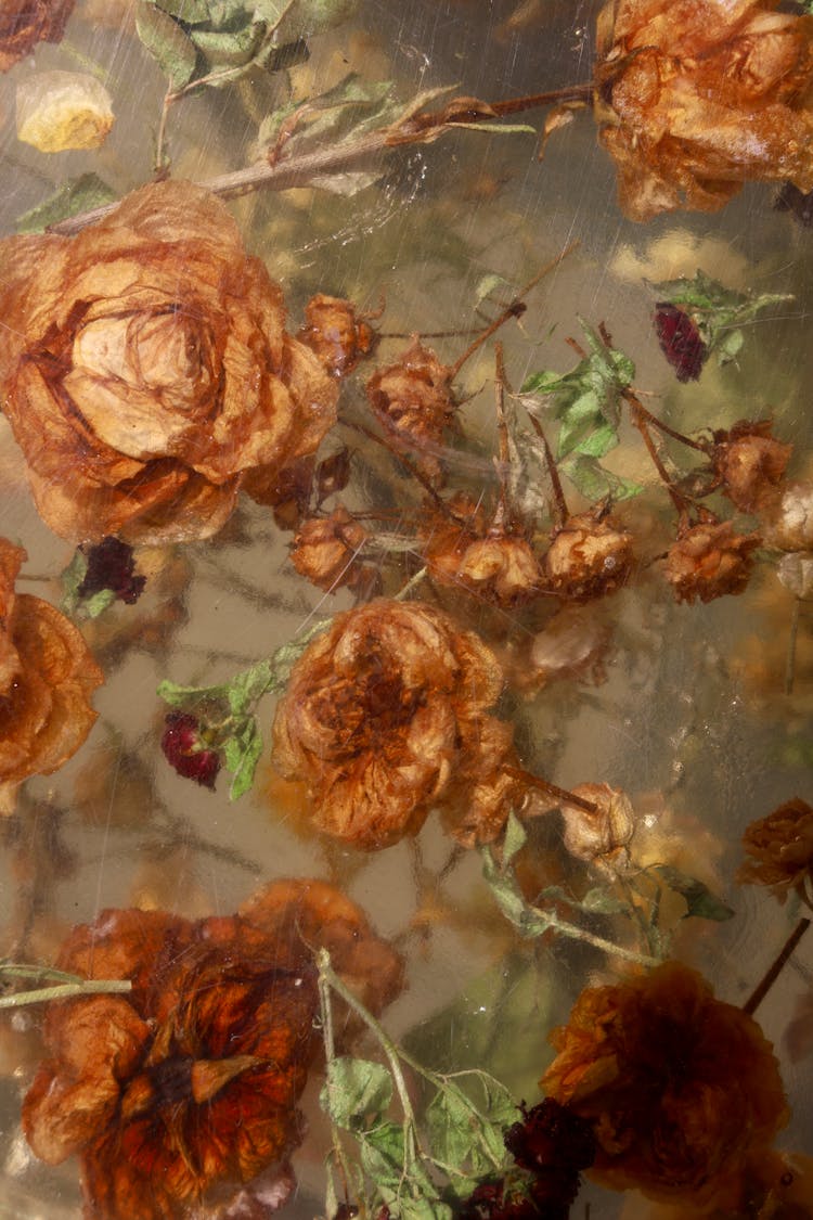 Dried Yellow Roses In Resin