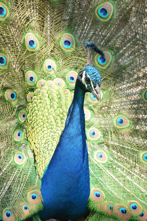 Free Close-Up View of Peacock Stock Photo