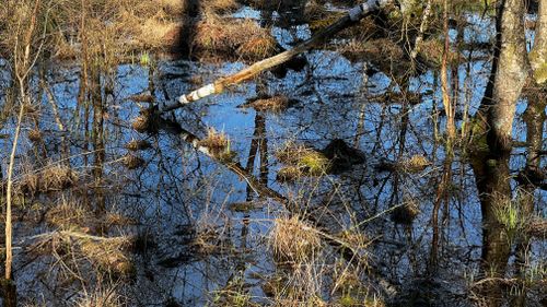 Free stock photo of water, wood Stock Photo
