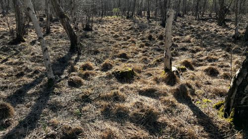 Free stock photo of swamp, wood Stock Photo