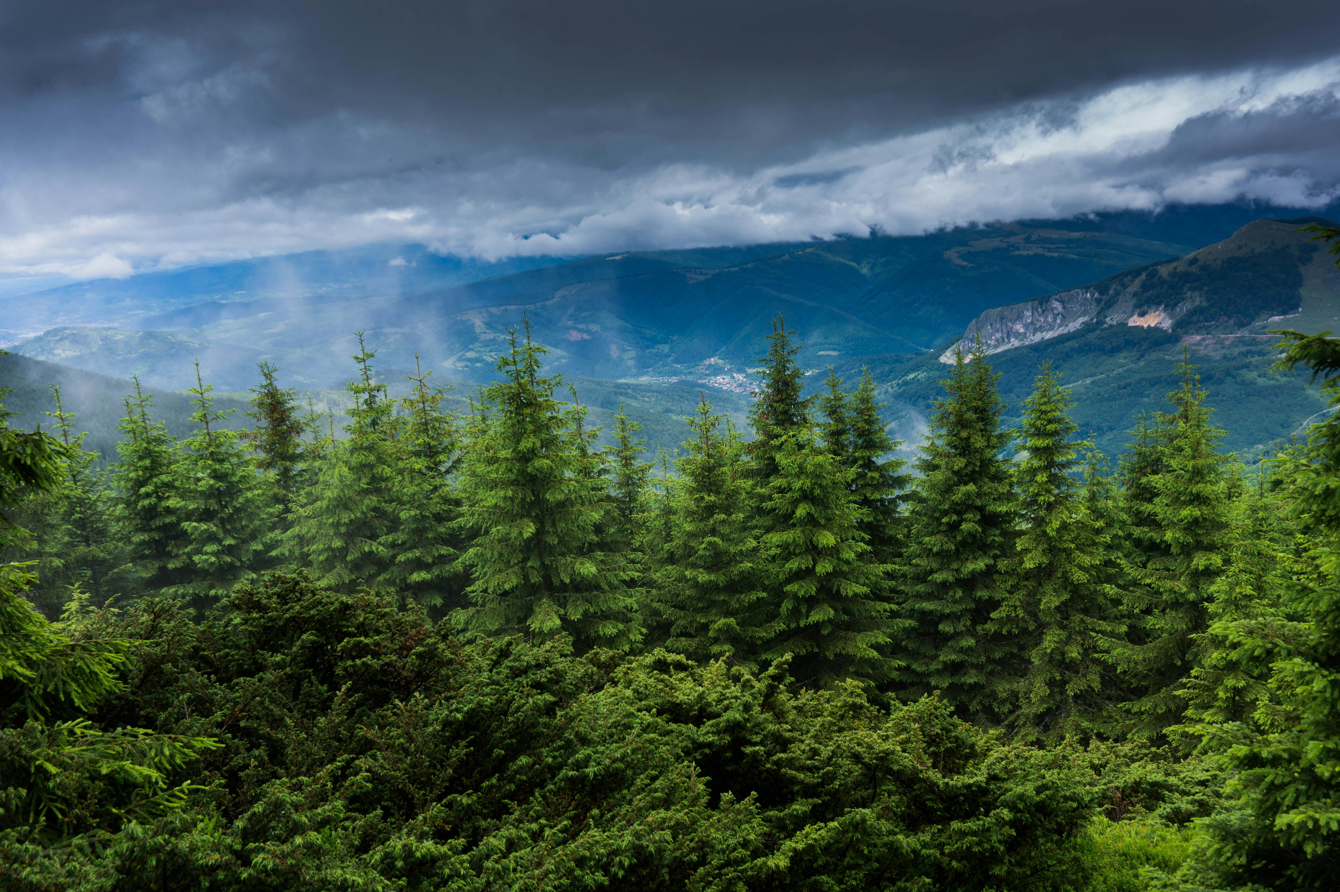 Green Forest · Free Stock Photo