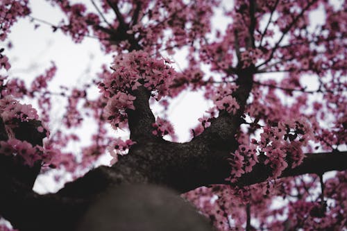 Ingyenes stockfotó botanikus, cseresznyevirágok, fa témában Stockfotó