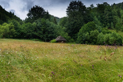 Brown Hut Beside Green Leafed Trees