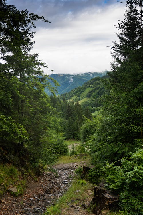 Ilmainen kuvapankkikuva tunnisteilla havupuut, metsä, polku