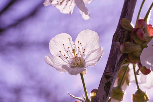 Free White Flower on Brown Tree Branch Stock Photo
