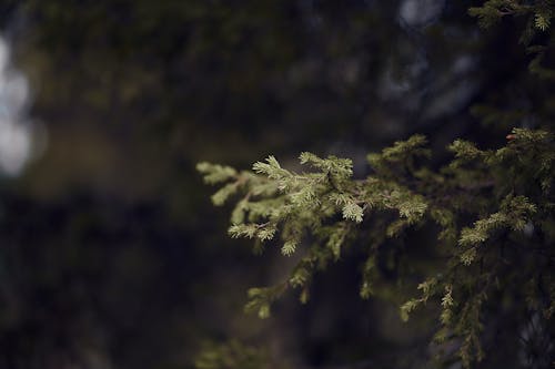 bezplatná Základová fotografie zdarma na téma borovice, dřevo, hloubka ostrosti Základová fotografie