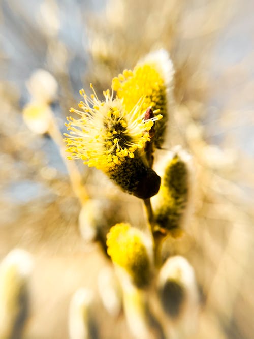 Foto stok gratis flora, fotografi makro, kilang