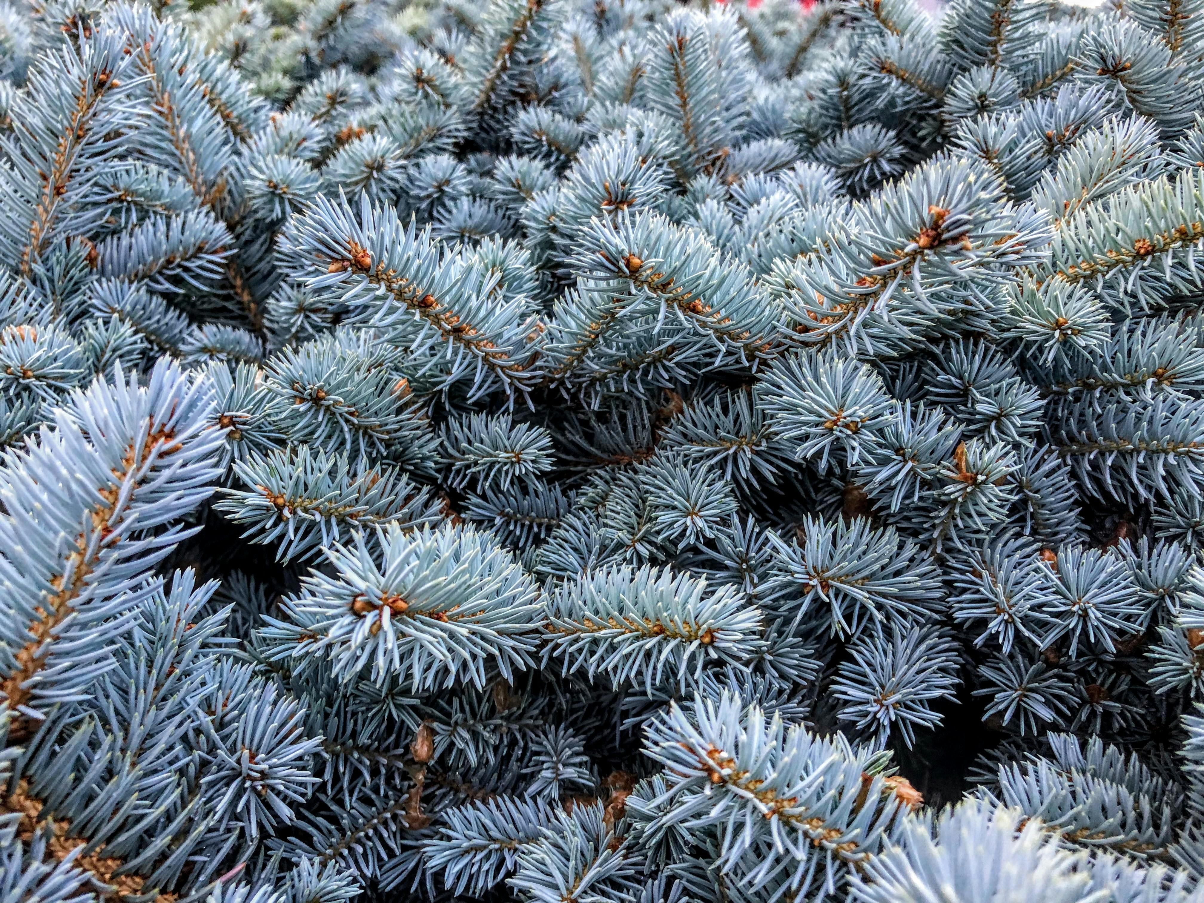 Free stock photo of blue spruce, canada, Vernon