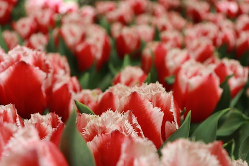 Red Tulips in Close-Up Photography