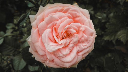 бесплатная Макро фотография розового цветка Стоковое фото