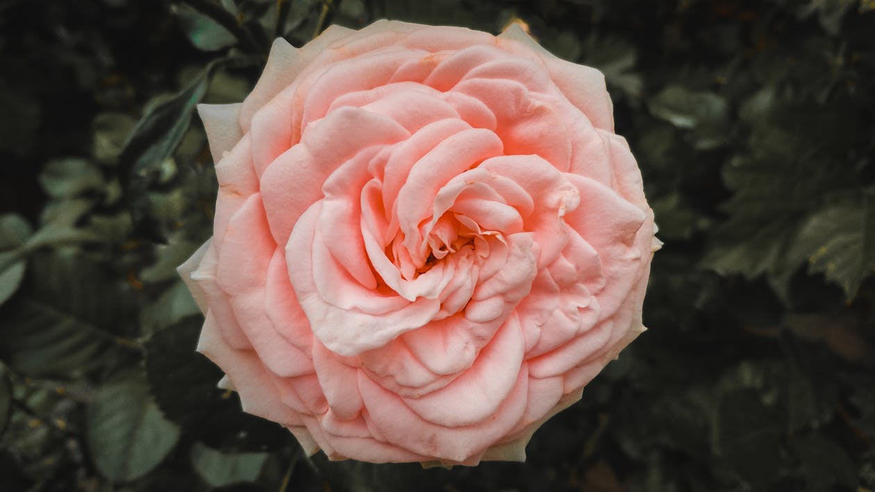 Macro Photography Of Pink Flower