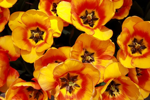 Close-Up Shot of Tulips in Bloom