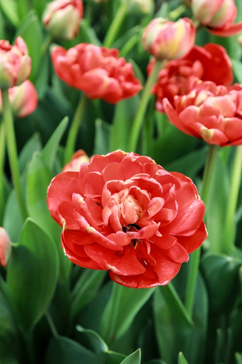 無料 ダブル早咲きチューリップ, フラワーズ, フローラの無料の写真素材 写真素材