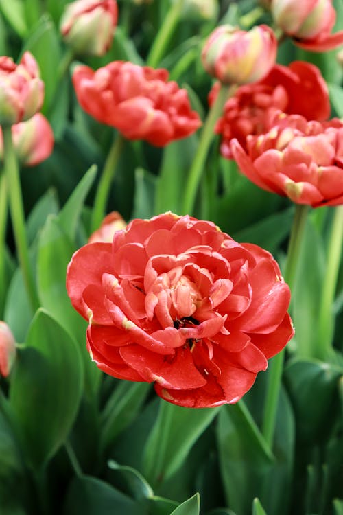 Základová fotografie zdarma na téma botanický, detail, dvojité rané tulipány