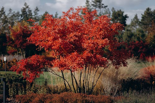 Free Beautiful Maple Acer Tree in Full Autumn Color Stock Photo