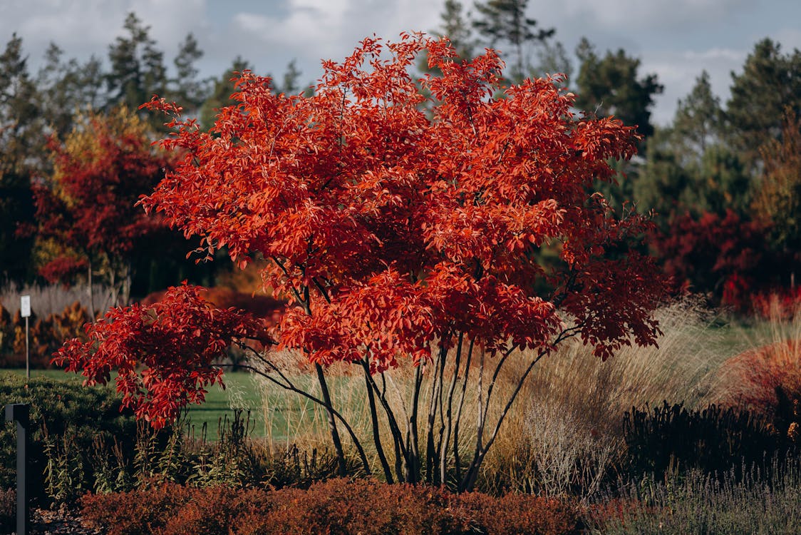 Beautiful Maple Acer Tree in Full Autumn Color