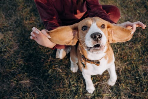 Δωρεάν στοκ φωτογραφιών με beagle, αξιολάτρευτος, γλυκούλι