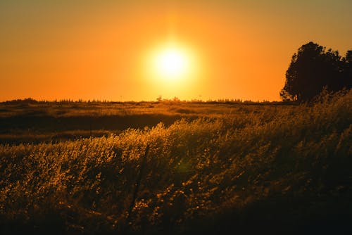 Grass Field During Sunset